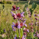 Tenuta Sofia Farm stay Otranto