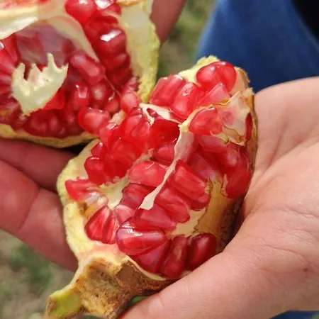 Alojamento de Turismo Rural Tenuta Sofia