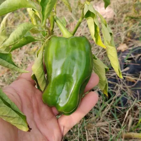 Tenuta Sofia Фермерский дом *