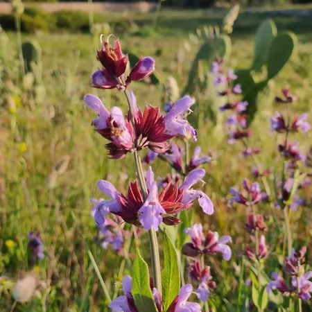 Tenuta Sofia Alojamento de Turismo Rural Otranto