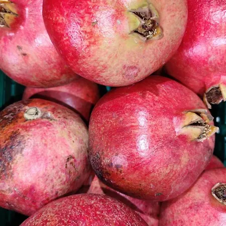 Tenuta Sofia Фермерский дом Отранто