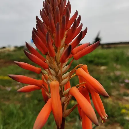 Tenuta Sofia * Отранто