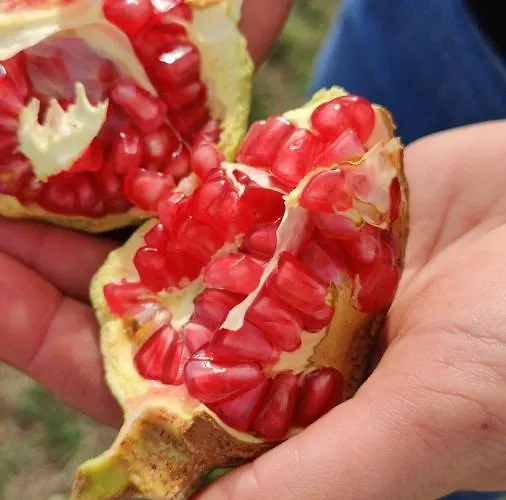 בית חווה Tenuta Sofia