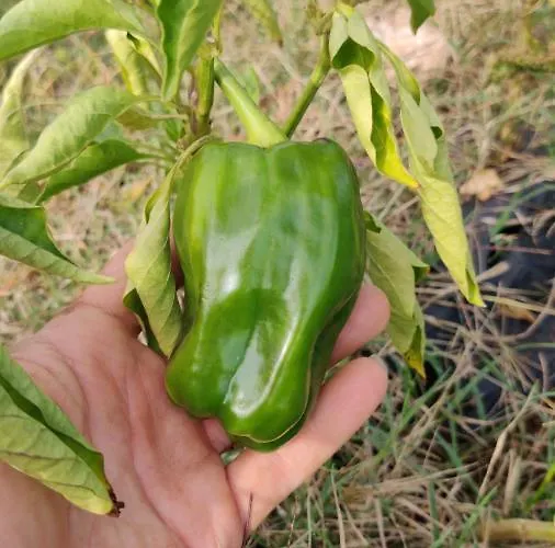 Tenuta Sofia בית חווה *