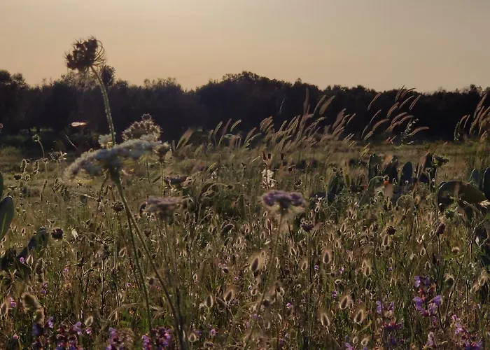 Tenuta Sofia Farm stay Otranto