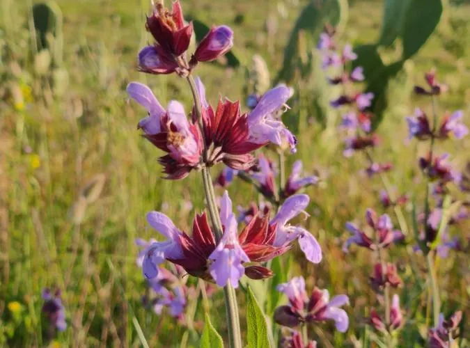 Tenuta Sofia בית חווה אוטרנטו