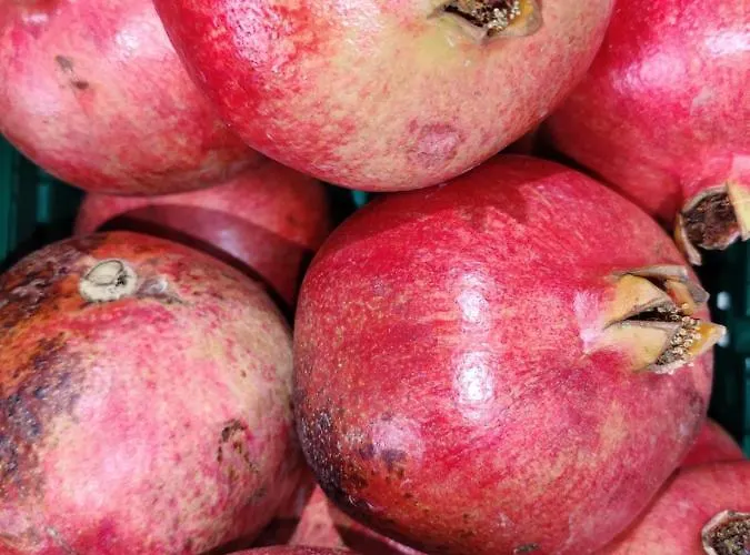 Tenuta Sofia בית חווה אוטרנטו