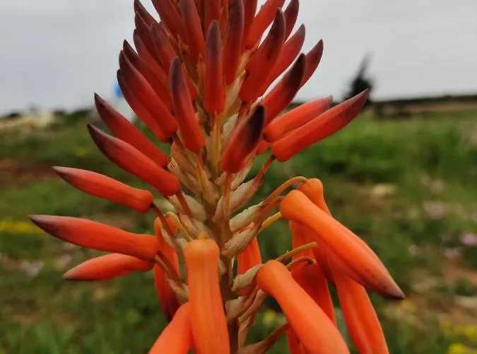 Tenuta Sofia * אוטרנטו